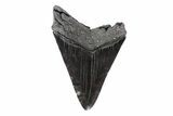 Fossil Megalodon Tooth - South Carolina #154179-2